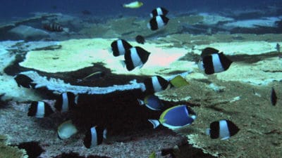 Black Pyramid Butterflyfish school Hemitaurichthys zoster