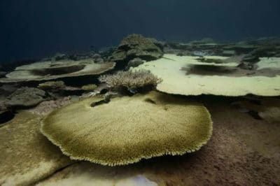 Bleached corals in the Indian Ocean