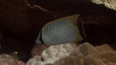Chevroned Butterflyfish  Chaetodon trifascialis  during the day