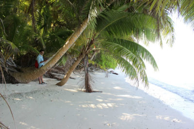 Coconut palms overhanging the coastline as I walk beneath conducting the GPS survey on Ile Poule, an island on the southwestern rim of Peros Banhos