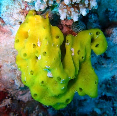 Big sponge, Foggy Reef, Saspotato