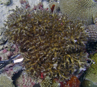 Pocillopora Acuta