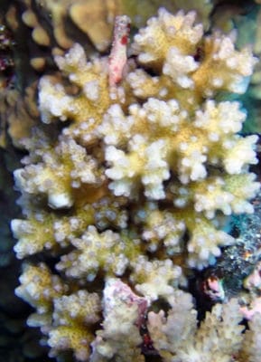 Model Coral: Pocillopora damicornis.