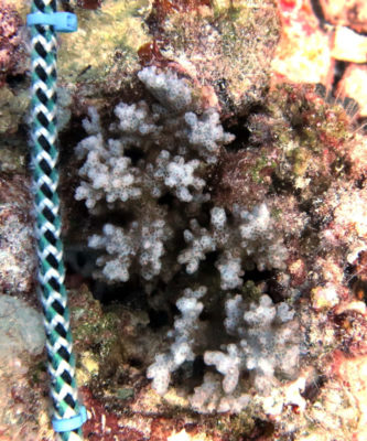 Cauliflower Coral Colony from BIOT