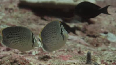 Spotted Butterflyfish pair  Chaetodon guttatissimus