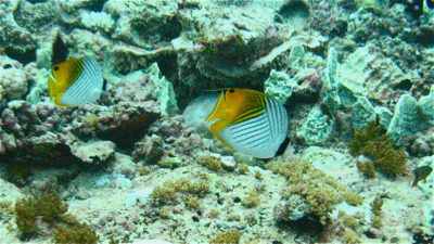 Threadfin Butterflyfish  Chaetodon auriga