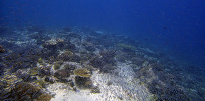 vibrant reef blanketed with fish and Pocillopora acuta at BIOT
