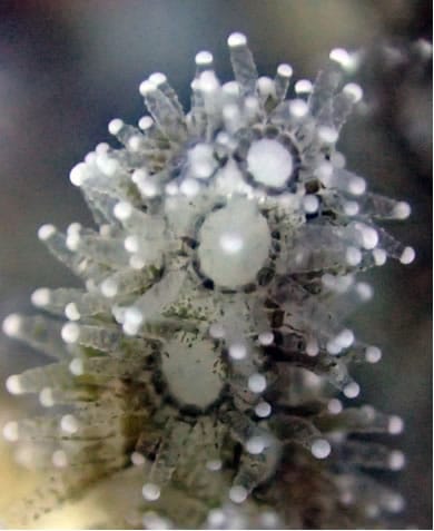cauliflower coral close up