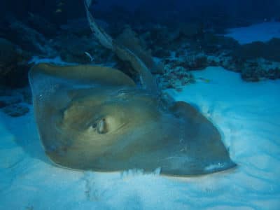 cowtail stingray Andy Bruckner