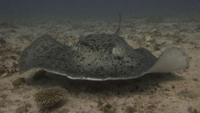 marbled ray (Taeniura meyeni).  Photo by Stefan Andrews