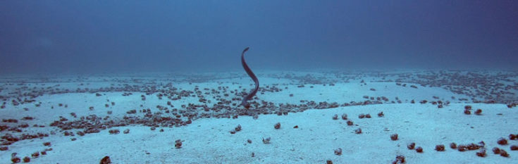 Sea snake swimming above hermit crab aggregation on seafloor.