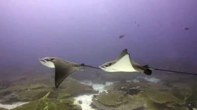 spotted eagle ray Andy Bruckner