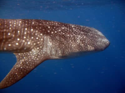 whale shark close-up