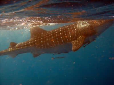 whale shark feeding Bruckner