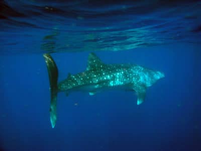 whale shark swimming away Bruckner