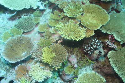 Acropora recruits 1-4 years of age