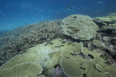 BIOT's coral reefs