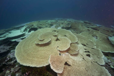 BIOT's coral reefs