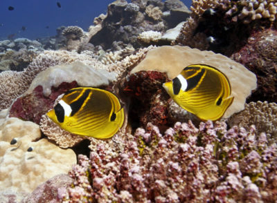 Butterflyfish