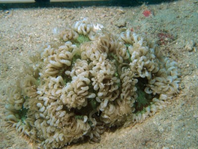 Catalaphyllia jardinei from GBR