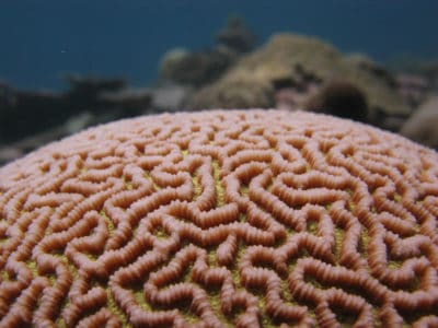 Chagos brain coral