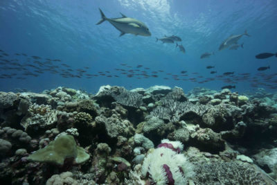 Life and death on the reef