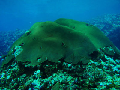 Diploastrea heliopora from Fiji