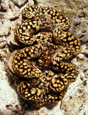 Giant clam