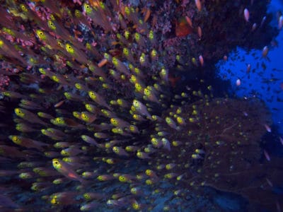 BIOT's Reefs teeming with life like these Golden sweeper Parapriacanthus ransonneti.