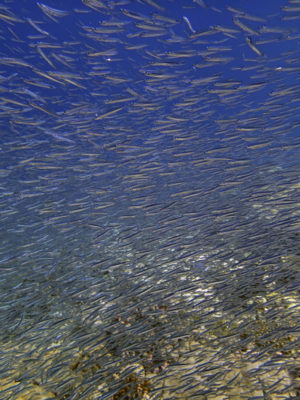 curtain of silver bait fish