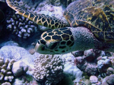 green sea turtle mating