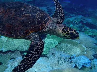 green sea turtle mating