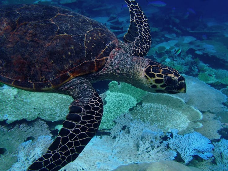 green-sea-turtle-mating-2 - Living Oceans FoundationLiving Oceans ...