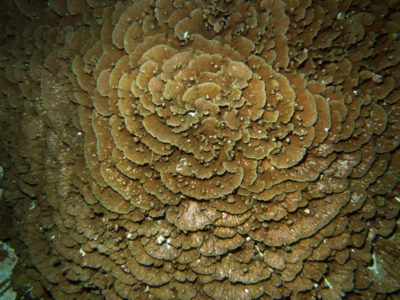 merulina scabricula from Palau