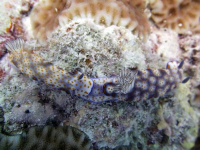 nudibranch mating