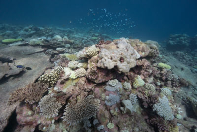 old colony of Porities, some of which died out, provides space for settlement of Acropora, Pocillopora, Montipora, and Stylophora corals