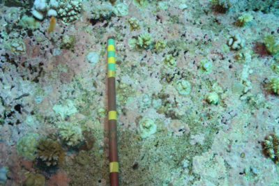 perfect settlement substrate for juvenile corals clean coral rock with a cover by calcareous red