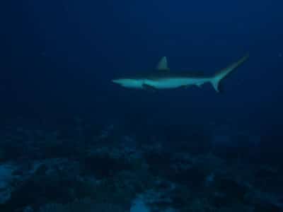 reef shark greets us at 30m below