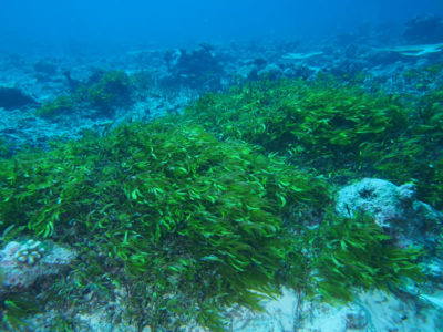 seagrass and coral intermixed at BIOT 2