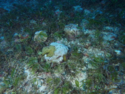 seagrass and coral intermixed at BIOT 