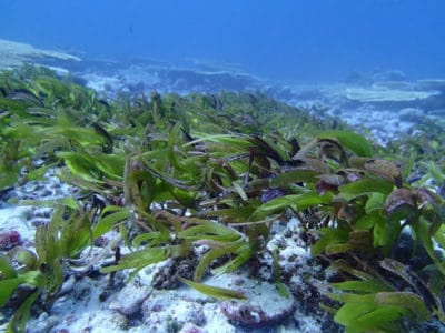 seagrass beds of BIOT