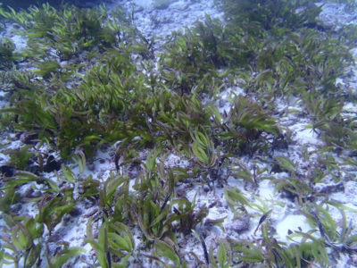 seagrass beds of BIOT