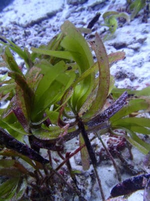 Seagrass beds of BIOT