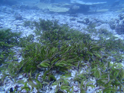 seagrass beds of BIOT