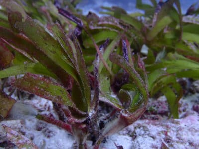 seagrass beds of BIOT