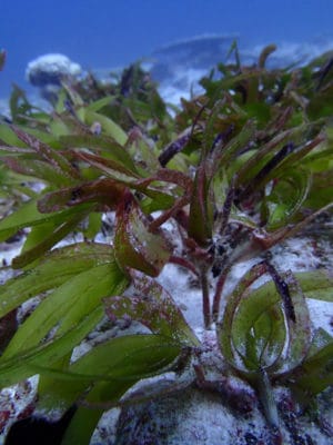 Seagrass beds of BIOT