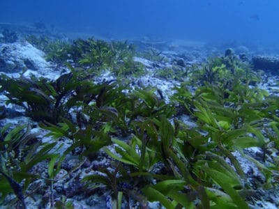 seagrass beds of BIOT
