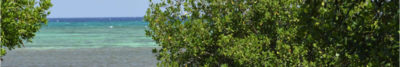 Bahamas Awareness of Mangroves Pano