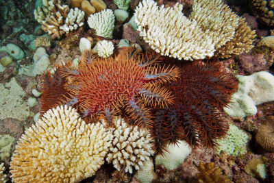 Aitutaki Acanthaster