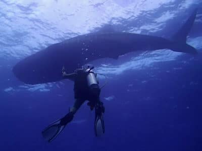 Georgia and whaleshark